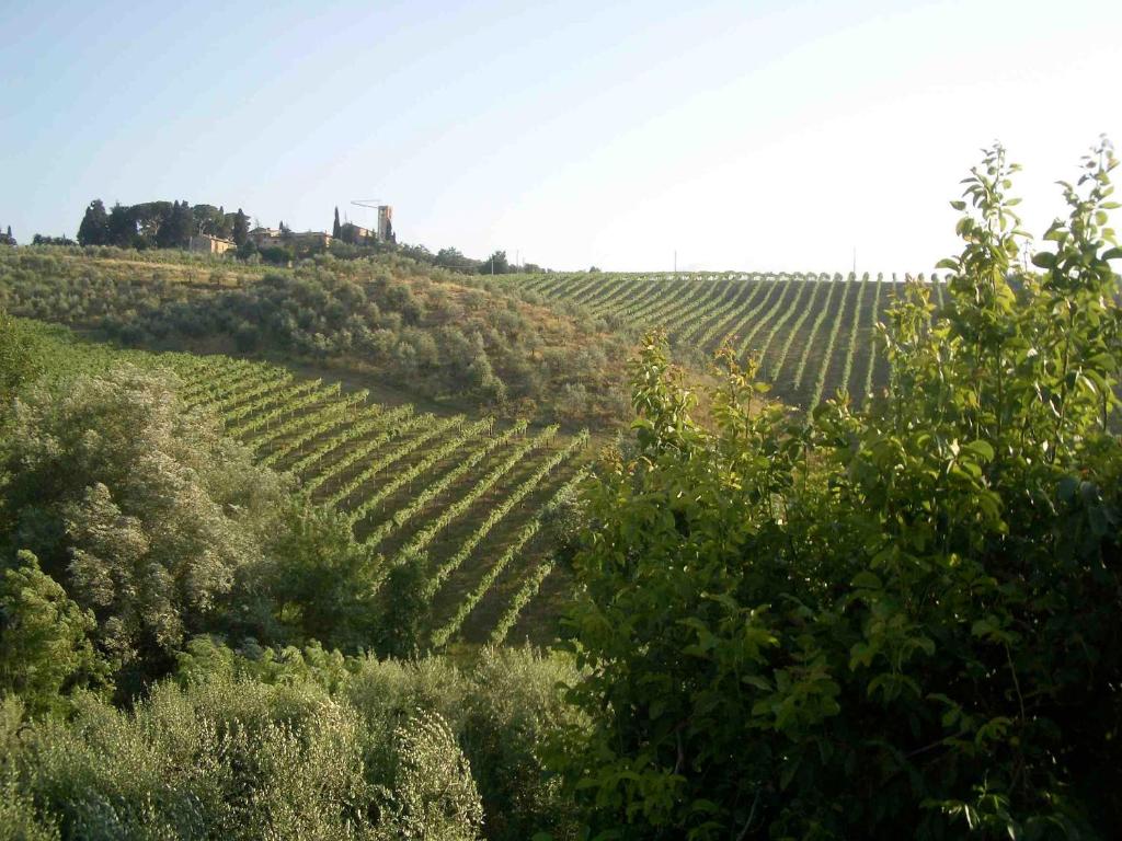 Agriturismo Podere Cappella - 5