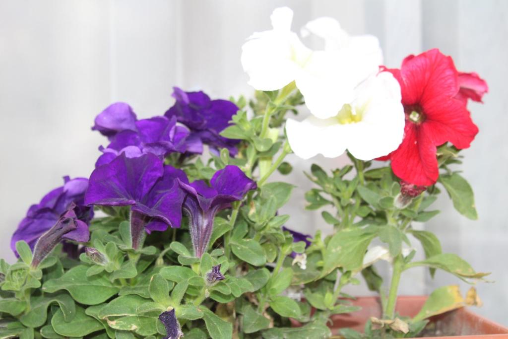 Roza Guesthouse photo