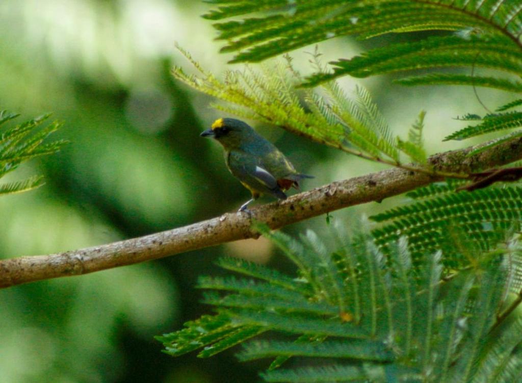 Cecropia Ecolodge photo