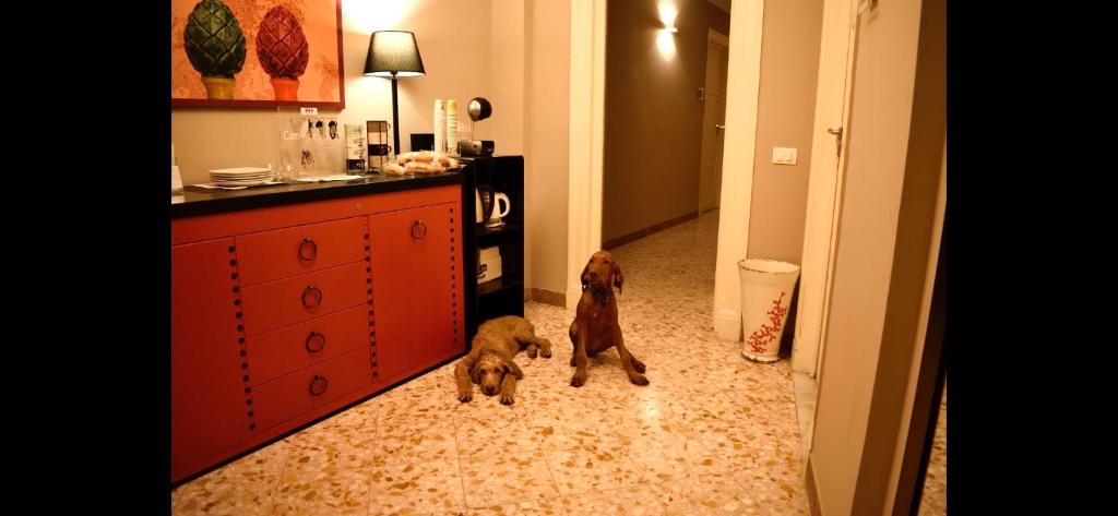 Due Cani - 2