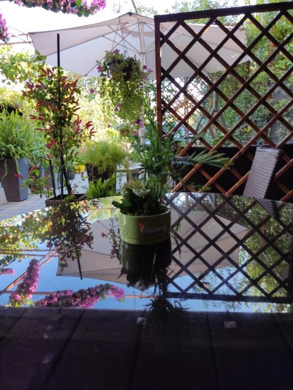 Dalmati house photo