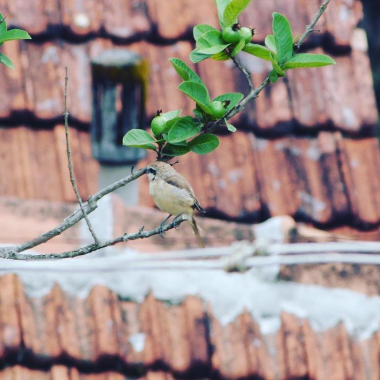 Guddadamane Homestay photo