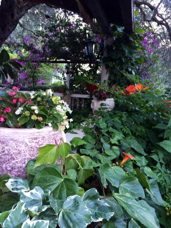 Guest House Maslina - 5