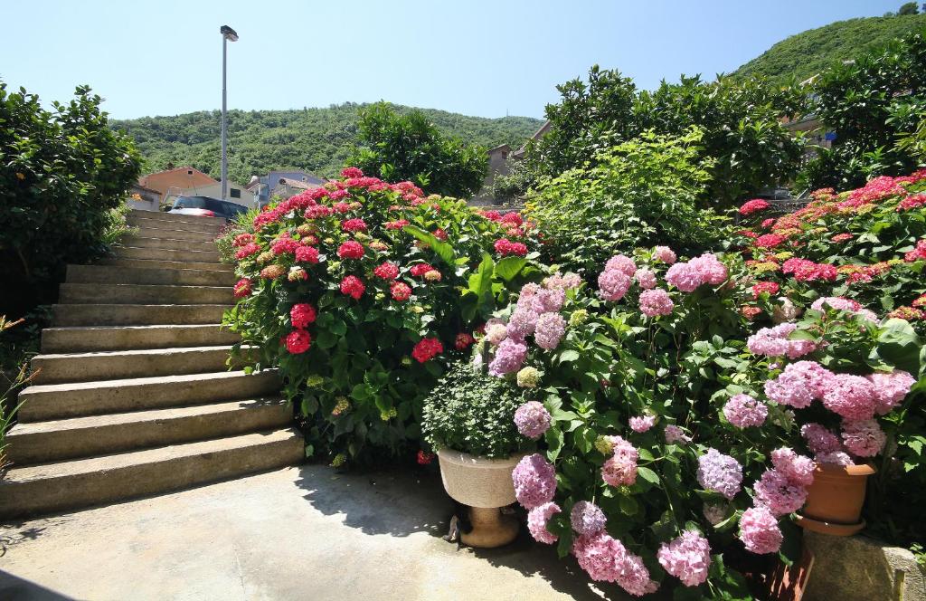 Apartments Raičević - 2