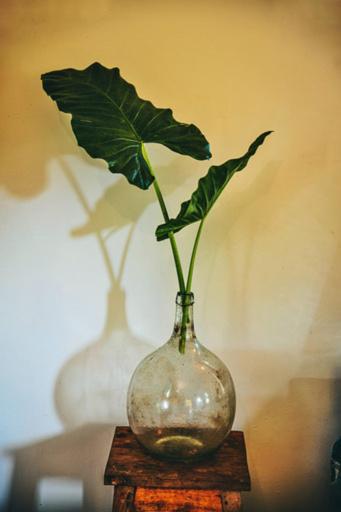 Jardin d'Ulysse photo
