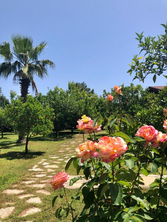 Ozge Bungalow Hotel photo
