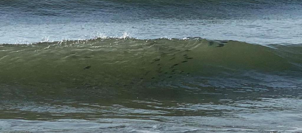 Lucky Enough, Oak Island