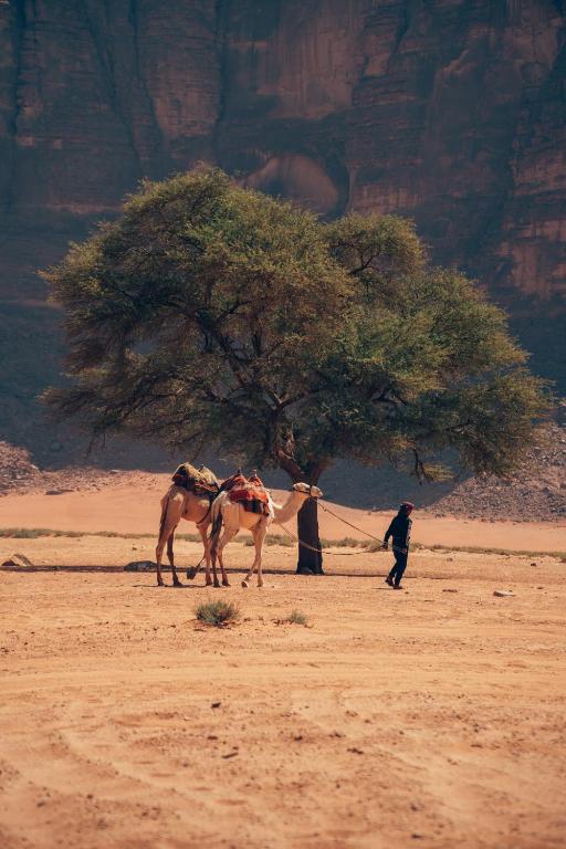 Bedouin host camp& with tour photo