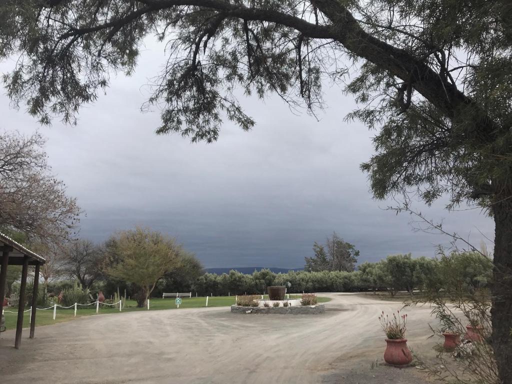 Olive Grove Guest Farm photo