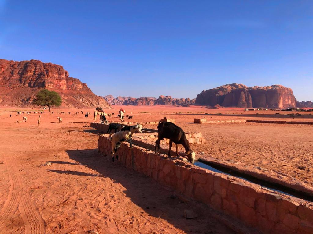 Surrounding environment