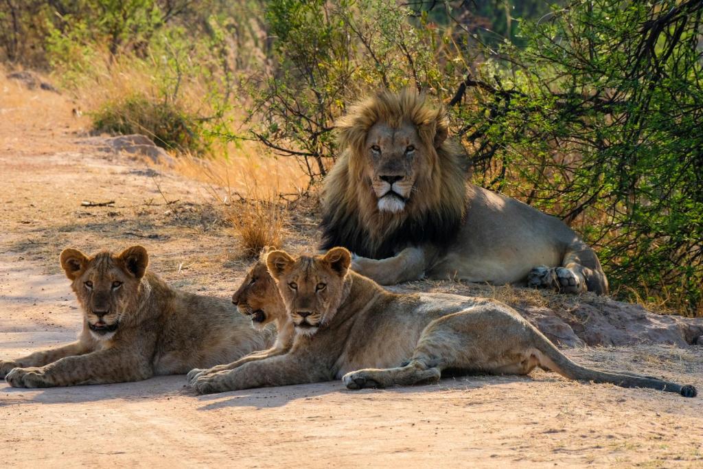 Honeyguide Ranger Camp photo