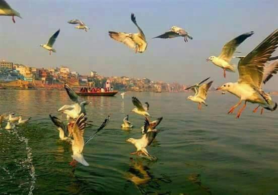 Shiva Ganges View Guest House photo