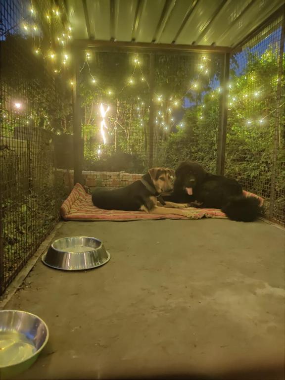H7Stay Luxury Cottages And Camps, Rishikesh photo