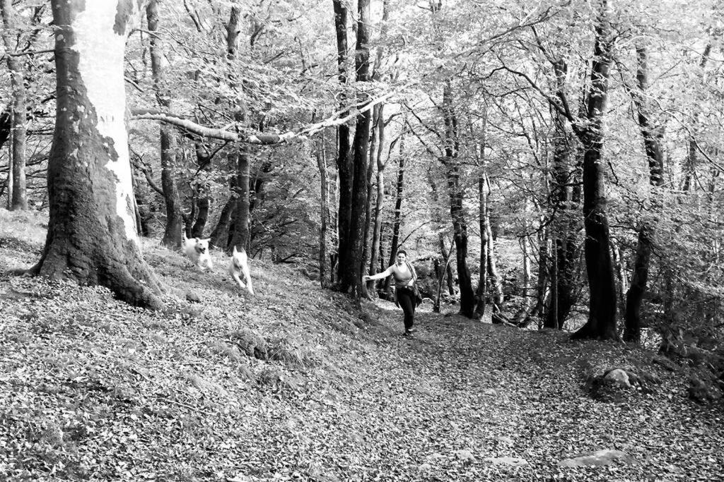 Hendre Fechan Cottage, Near Barmouth photo 8
