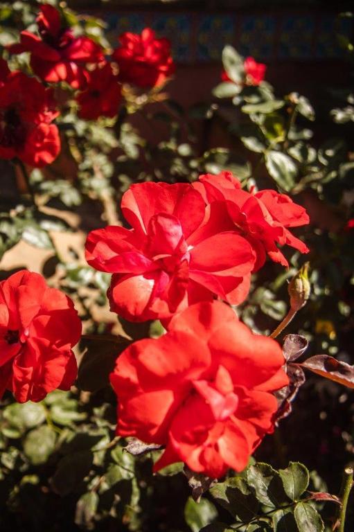 La Casa Nostra Villa Rose Garden Amore photo