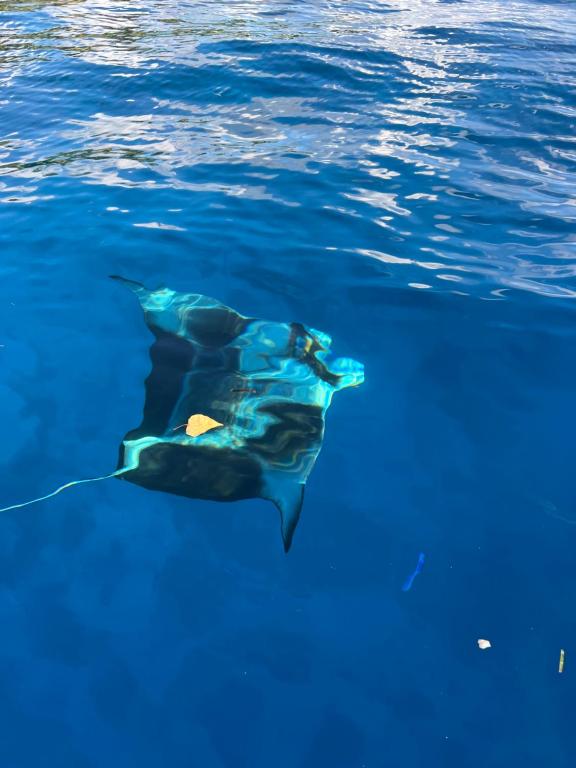Manta Stay Thoddoo, Maldives photo