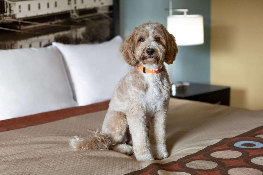 Super 8 By Wyndham Whites Creek/ Nashville Nw Area Photo 31