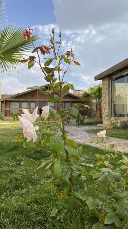 اكواخ سار الريفيه Sar inn photo