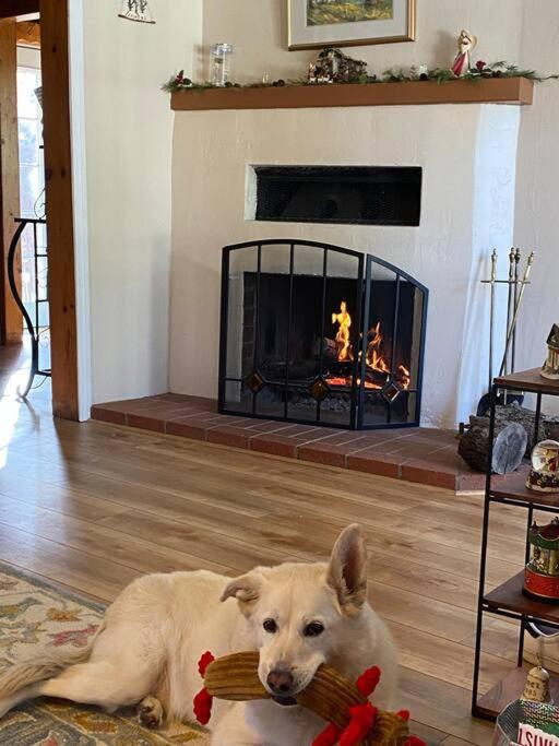 Blue Bird Cottage - pet friendly photo