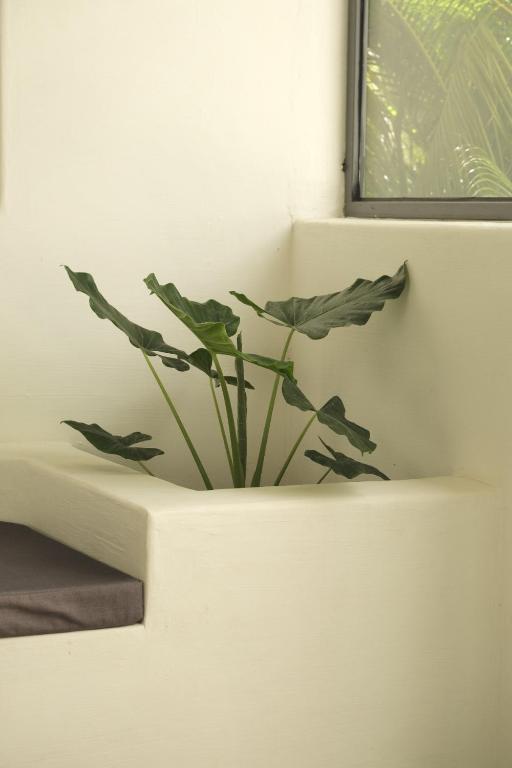 Tropicopia photo