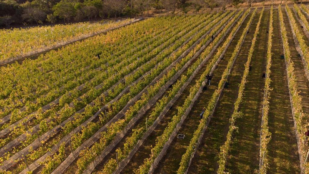 Villa Triacca Eco Pousada e Vinhos photo
