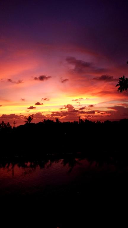 Paradise Palms photo