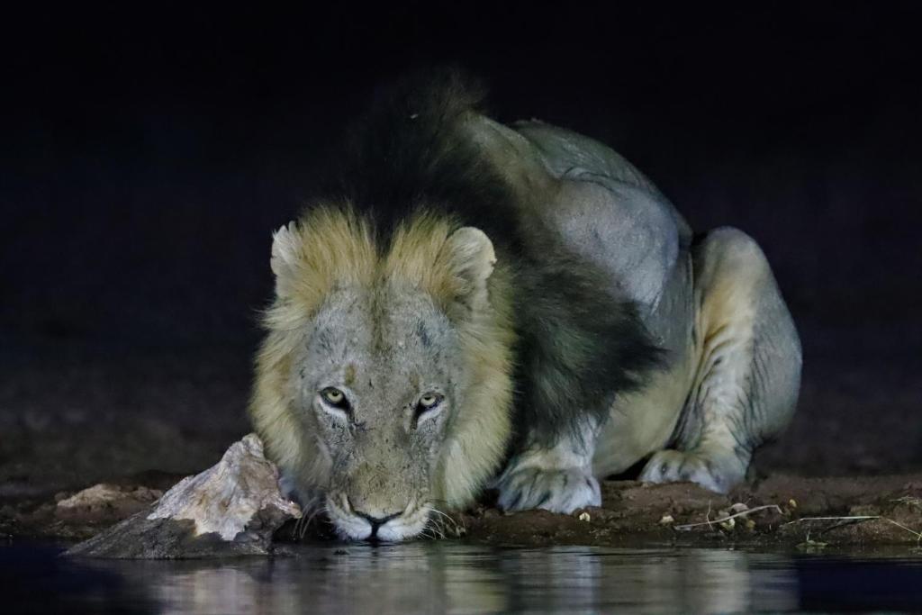 Antares Bush Camp & Safaris photo