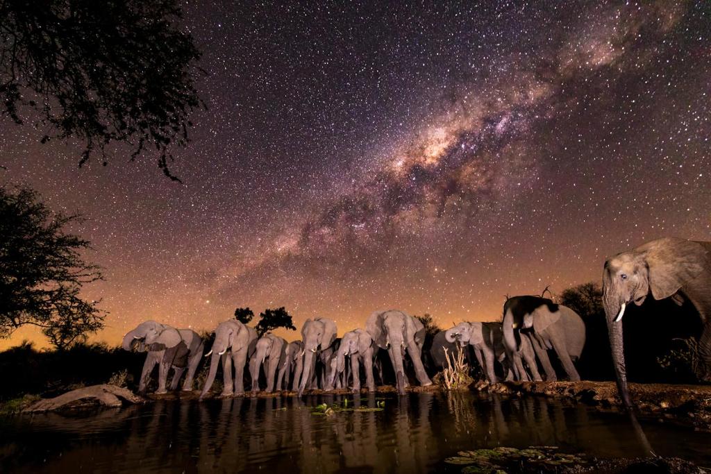 Antares Bush Camp &amp; Safaris — Hotel in Kruger National Park