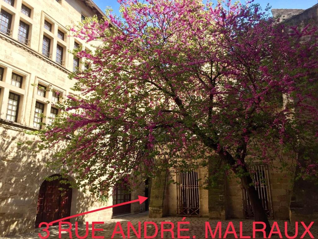 appartement a 50 m de la place aux herbes - 1