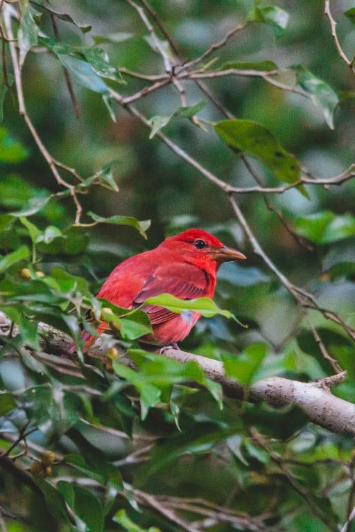 Chosa Manglar Nature Suites — Hotel in Puerto Jimenez