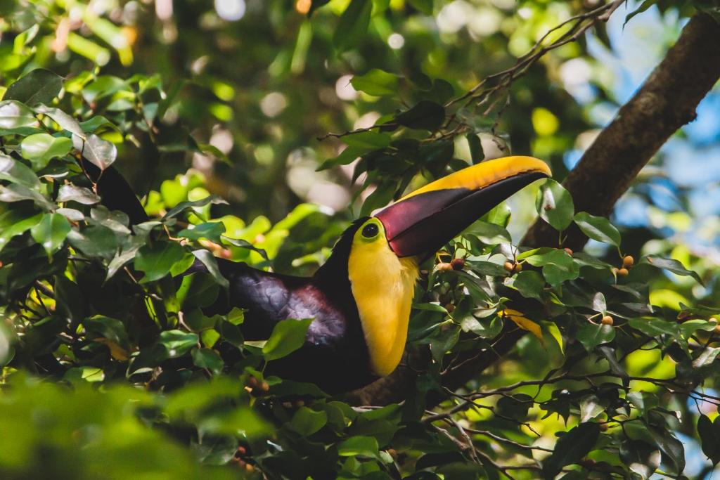 Chosa Manglar Nature Suites photo
