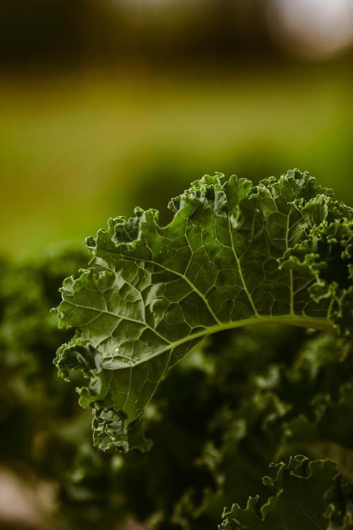 お料理のイメージ