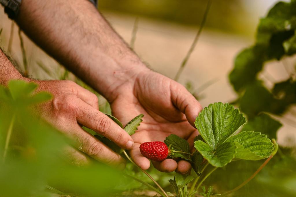 お料理のイメージ