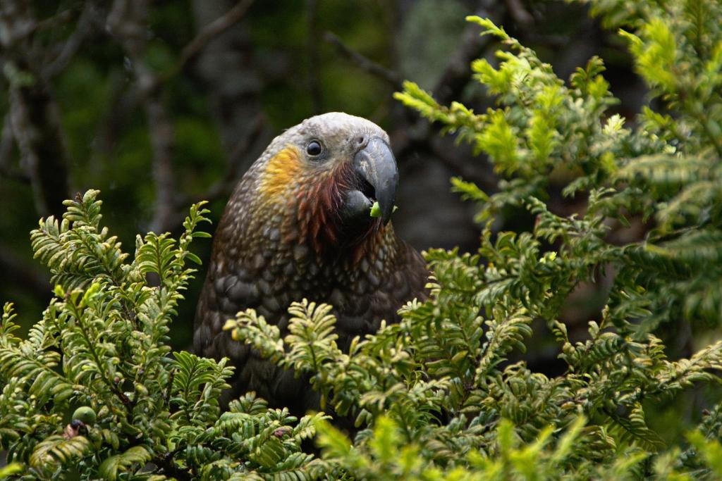 Kaka Retreat Motel, Stewart Island photo