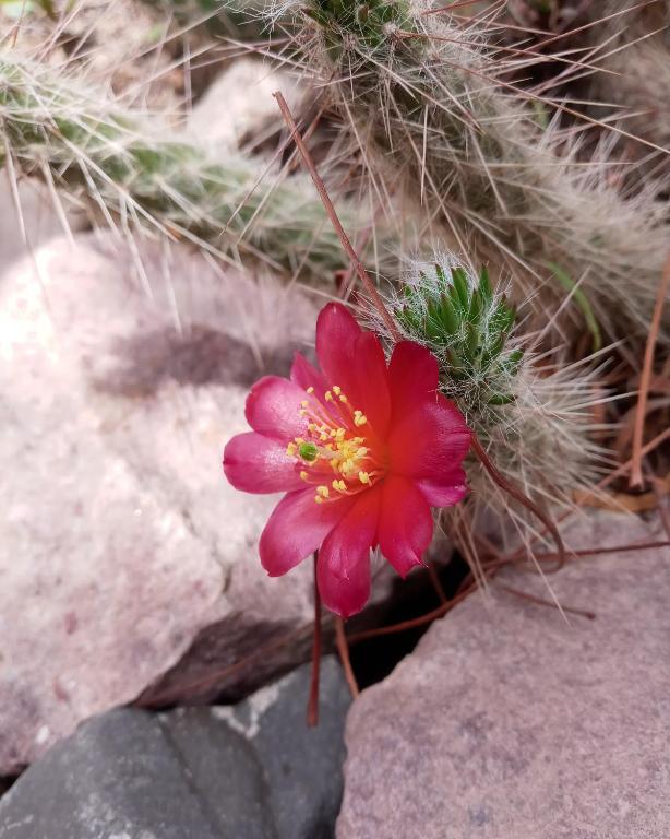 Cabaña Flor de Cardón-Juella. - 1