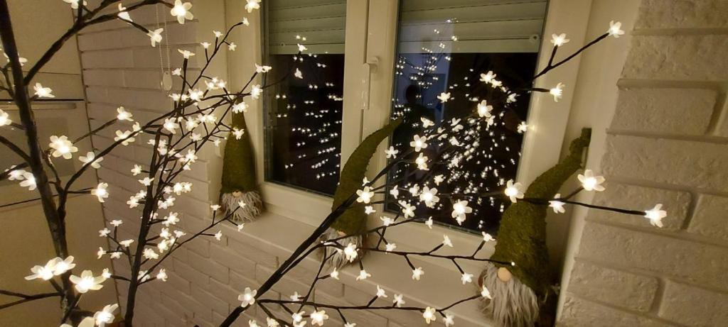 Apartment Ana, Vračar, Belgrade - 3