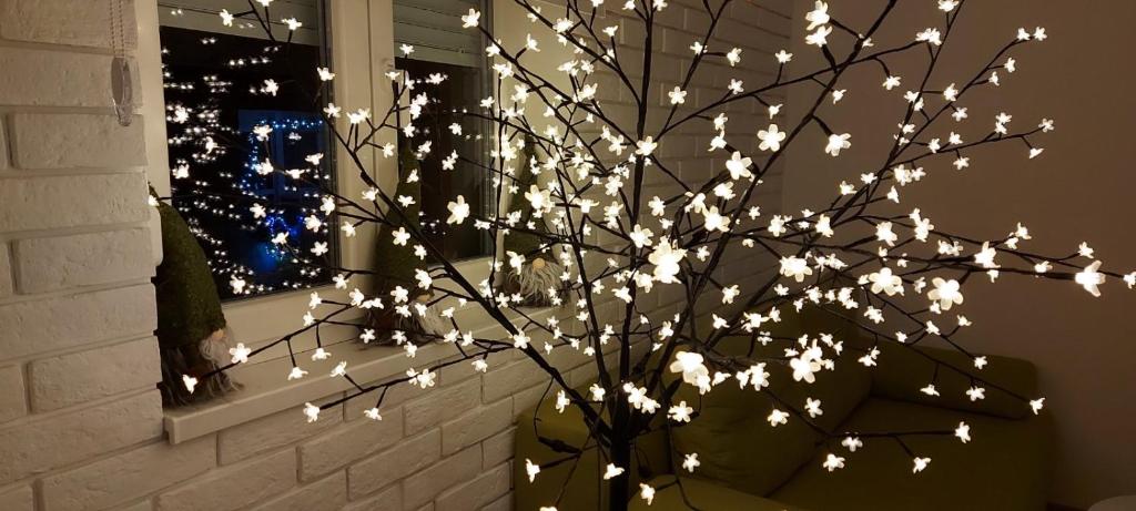 Apartment Ana, Vračar, Belgrade - 2