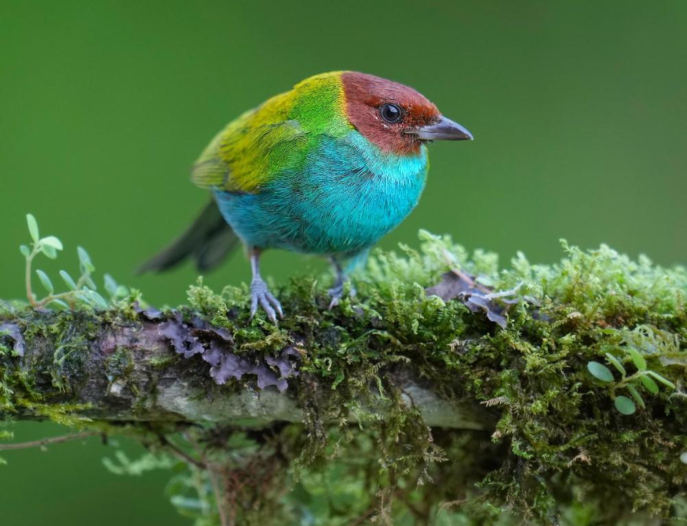 Arte de Plumas birding lodge photo