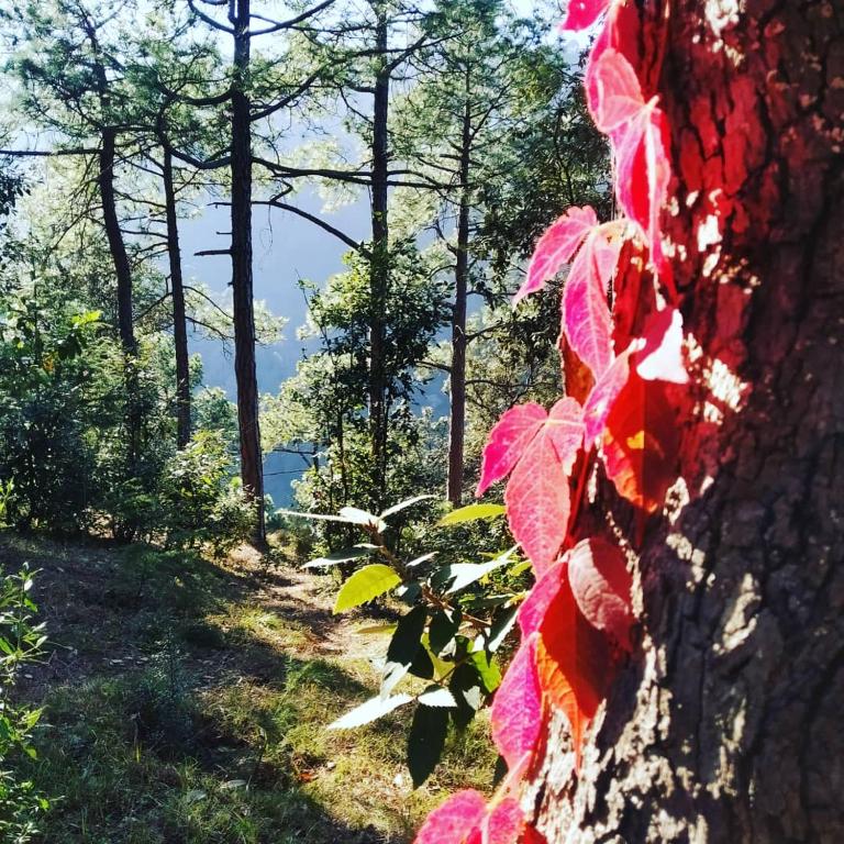 Shimla Pines Homestay photo