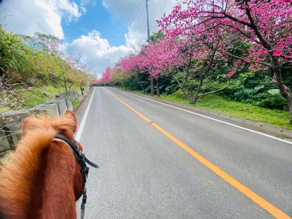 Horseback riding