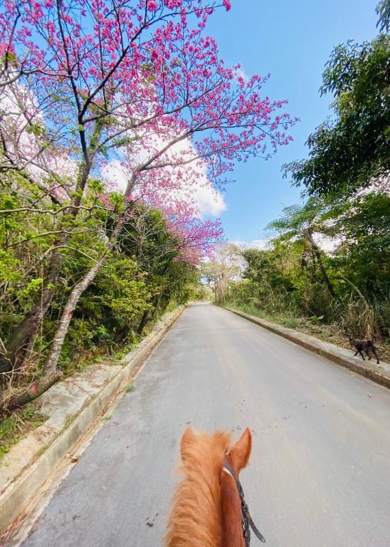 Horseback riding