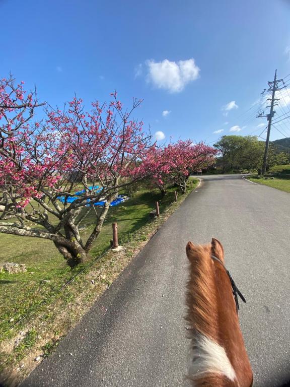 Horseback riding