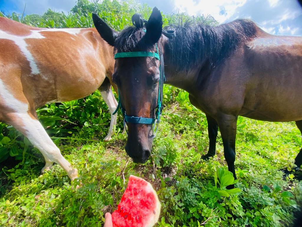 Horseback riding