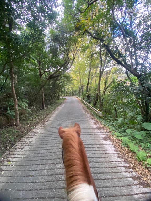Horseback riding