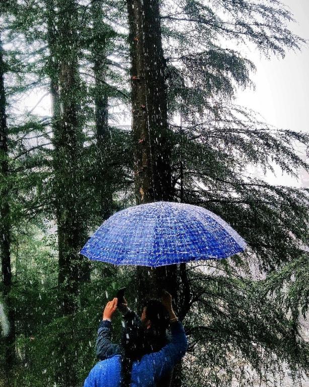 WildWoodHome Jibhi photo
