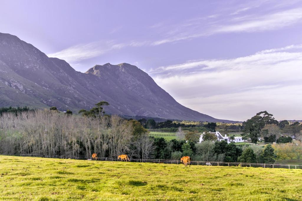Hemel 'N Aarde Stud, Hermanus