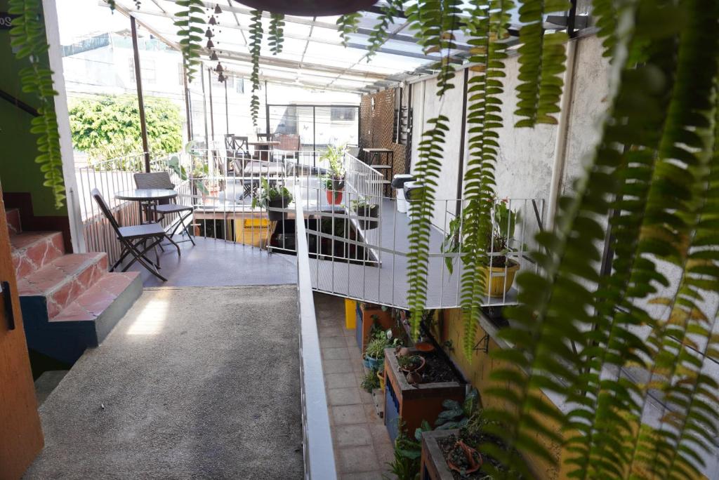 Garden, Hostal Guatefriends in Guatemala City