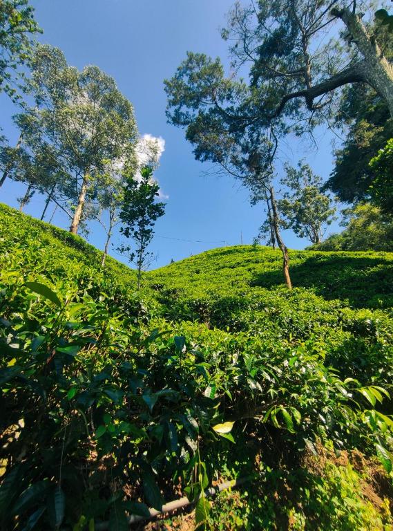 Pepper Garden Resort — Hotel in Ella