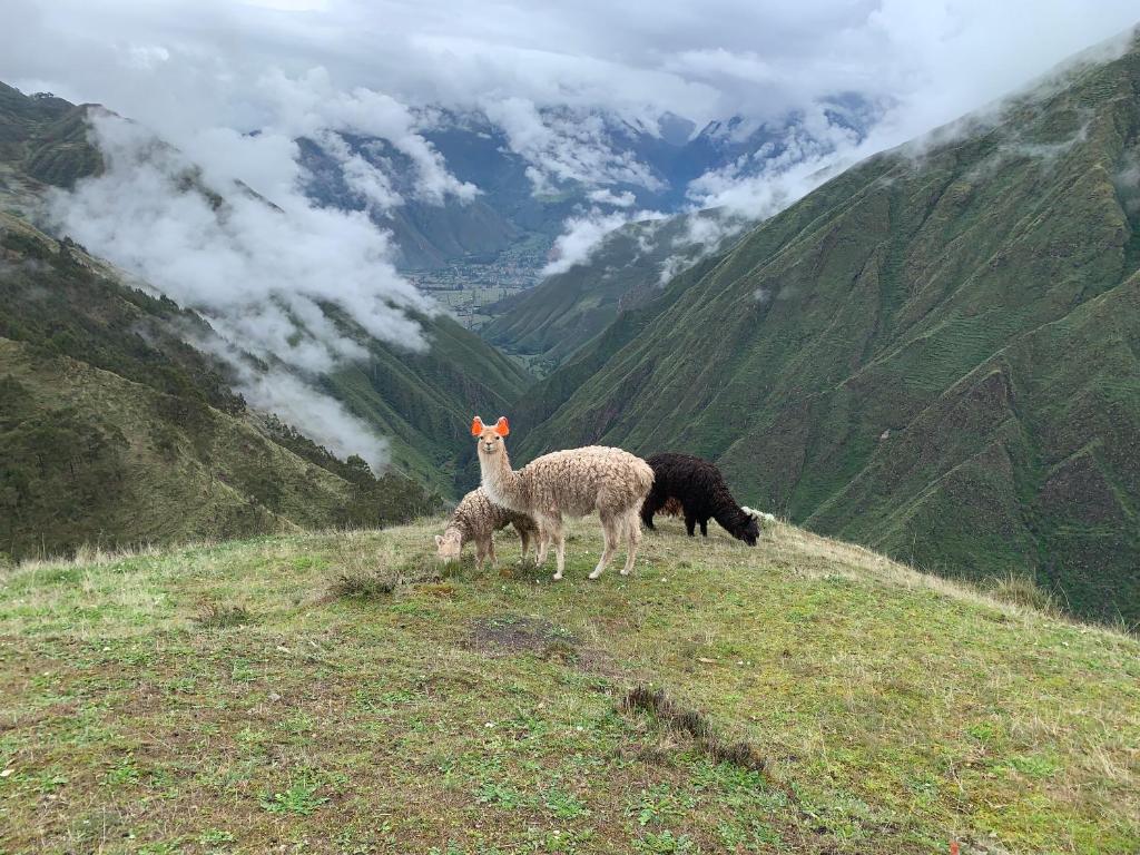 ALPACA LODGE & EXPLORATIONS - 2