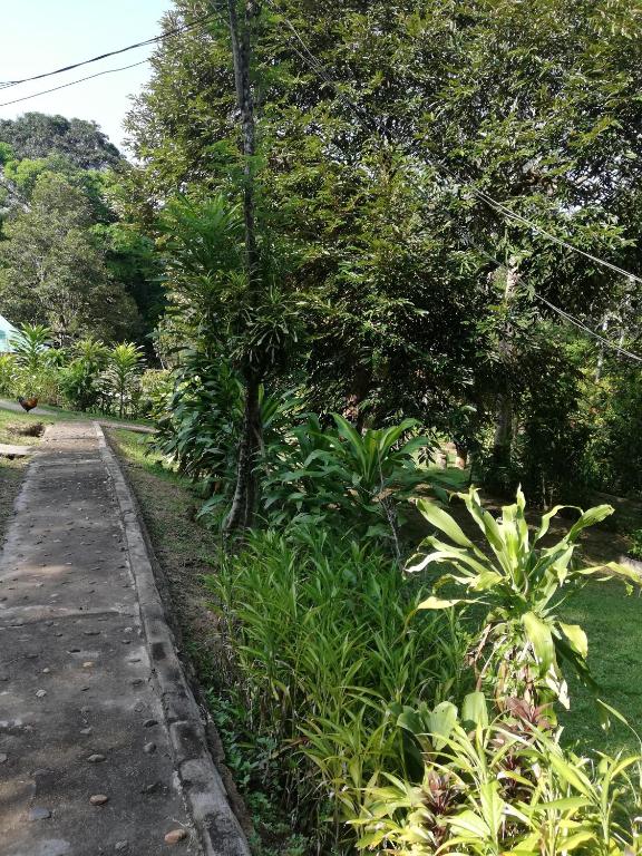 Durian Chalet photo